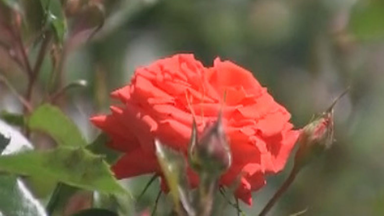 ¿Cuál es la rosa más bella del Parque del Oeste?