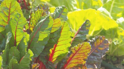 El huerto de Mundo Madrid