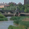 Aves, barbos y olmos en el Manzanares tras dos años de renaturalización