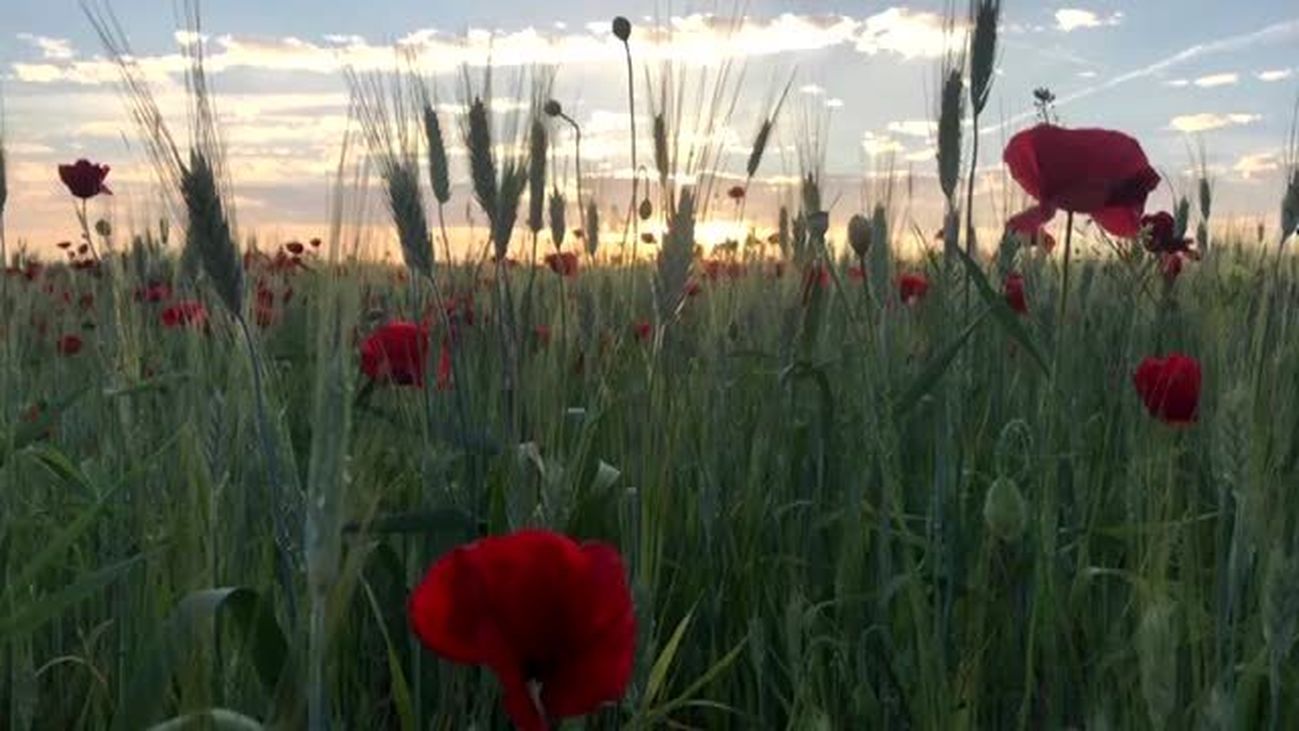 Las amapolas, en todo su esplendor