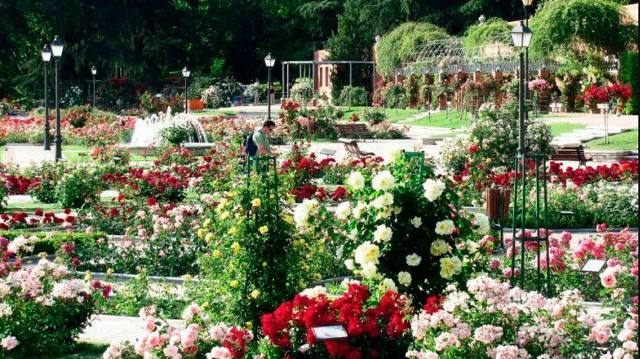 Carmena entrega los premios del 62º Concurso de Rosas Nuevas Villa de Madrid