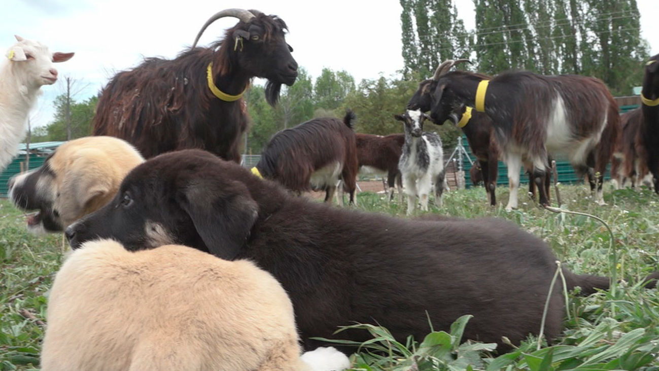 Los hijos de Tizón, el perro actor de la sierra de Madrid