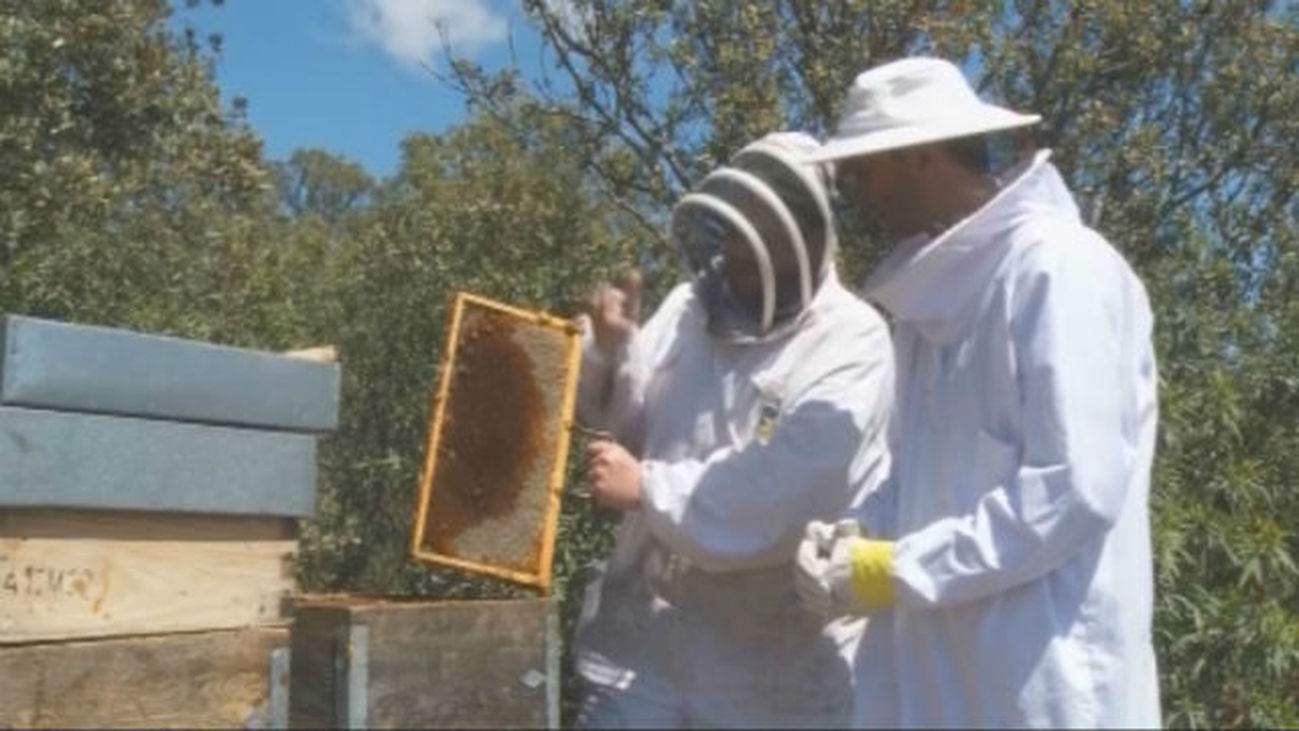 Recolectando miel en Torrelaguna