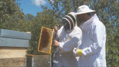 Recolectando miel en Torrelaguna