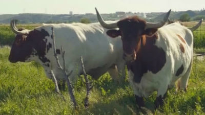 Una reserva de bueyes en Madrid