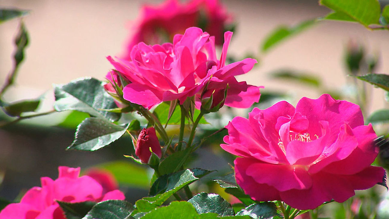 Mayo es el mes de las rosas