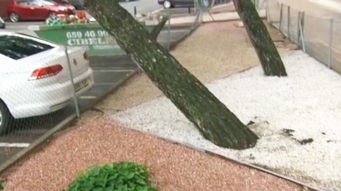 Varios árboles a punto de caerse en Ciudad Lineal