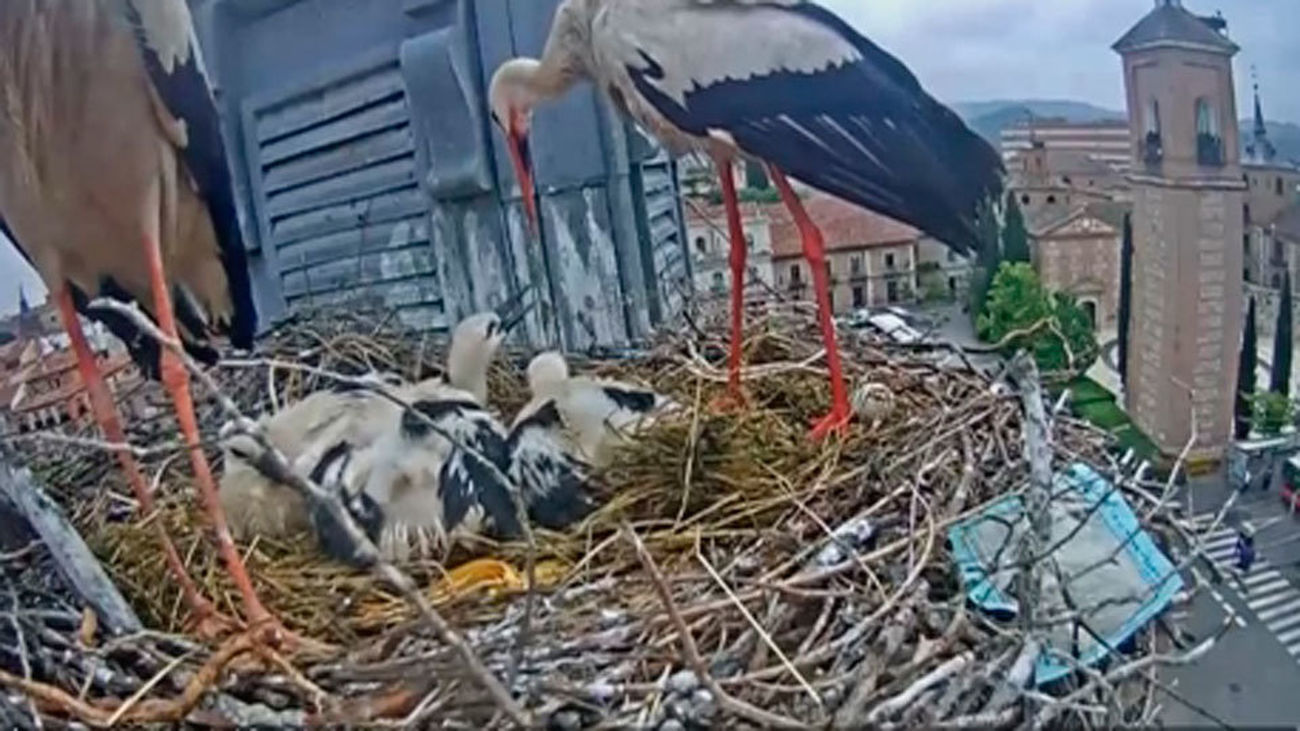 Los expertos anillan los polluelos de cigüeña blanca de Alcalá de Henares