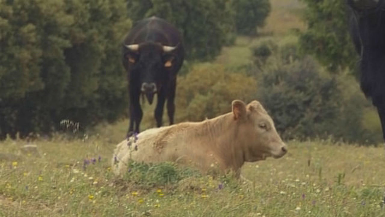 Las bociblancas, unas vacas en peligro de extinción