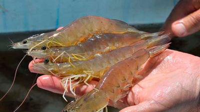 La OCU halla microplásticos en el 68 % de los alimentos marinos analizados