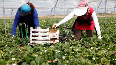 Nuevas denuncias por posible abuso laboral y sexual a temporeras de la fresa en Huelva