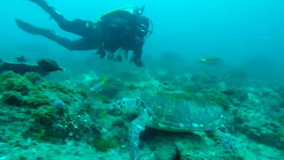 Buceando entre tiburones