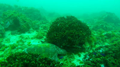 La Gran Barrera de Coral, el conjunto orgánico más grande del planeta