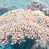 Madrileños por el mundo, Australia: Las maravillas de la Gran Barrera de Coral