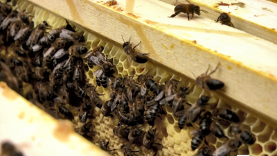 Investigación abierta al robo de colmenas en nuestro país