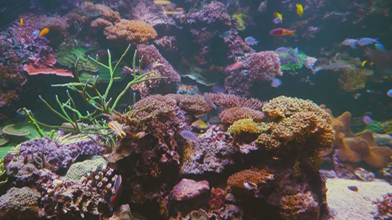 Día Mundial de los Océanos