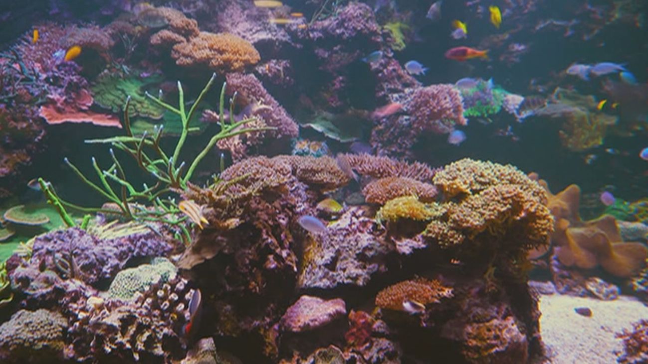 Día Mundial de los Océanos