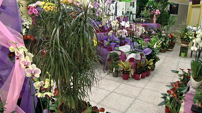 ¿Una guardería de plantas? Sí, aquí no se cuidan niños, te cuidan tus plantas