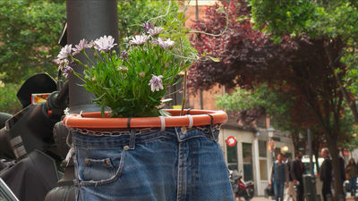 Un huerto urbano en plena calle del Pez