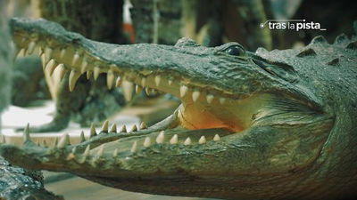 El aeropuerto de Barajas, punto caliente del tráfico de especies protegidas