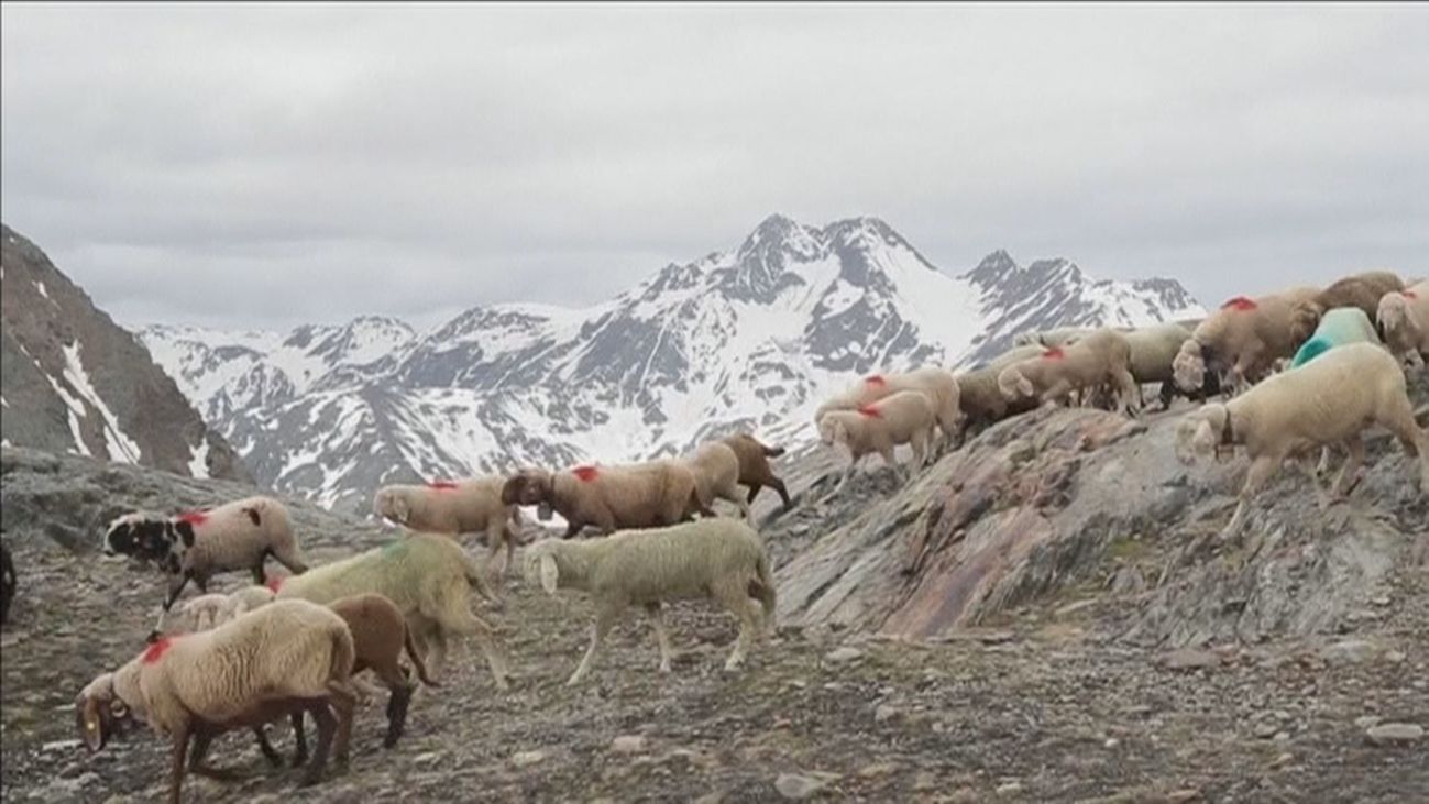 El deshielo lo viven también las ovejas
