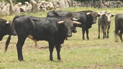Una ganadería de toros bravos al lado de Madrid
