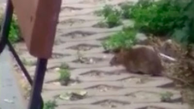 Plaga de ratas en el parque Miraflores de Fuenlabrada