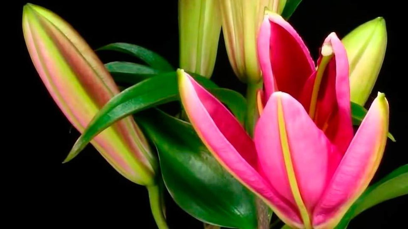 "La dispersión de semillas es un proceso esencial, aunque pasado por alto, de la demografía de las plantas"