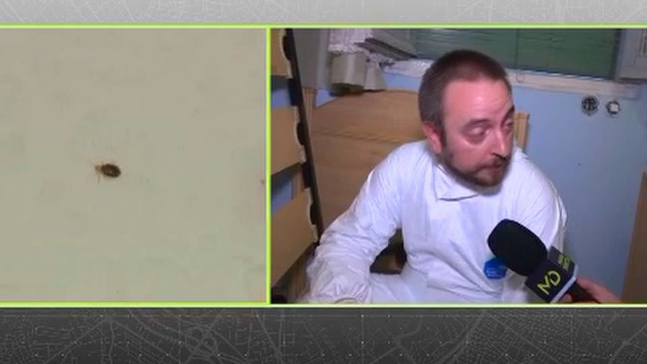 Las chinches vuelven a Lavapiés