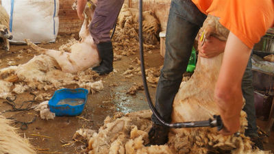 Empieza la temporada de esquilar ovejas