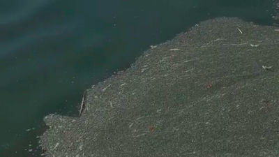 Plaga de mosquitos en el parque de Pradolongo