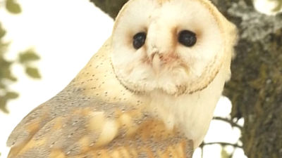 Conociendo las aves rapaces