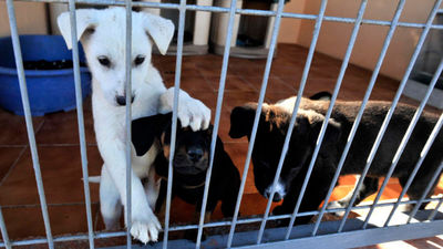 Las protectoras de animales ya están desbordadas