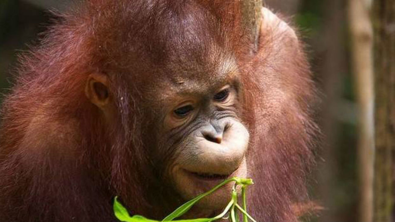 Los humanos jugaron papel clave en reducción de orangutanes hace 20.000 años