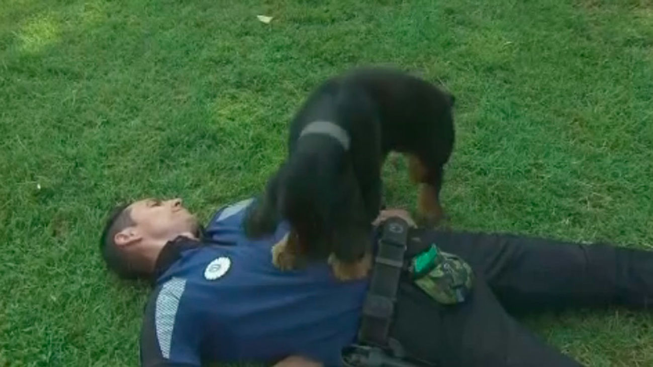 Poncho, el perro que realiza una reanimación cardiaca