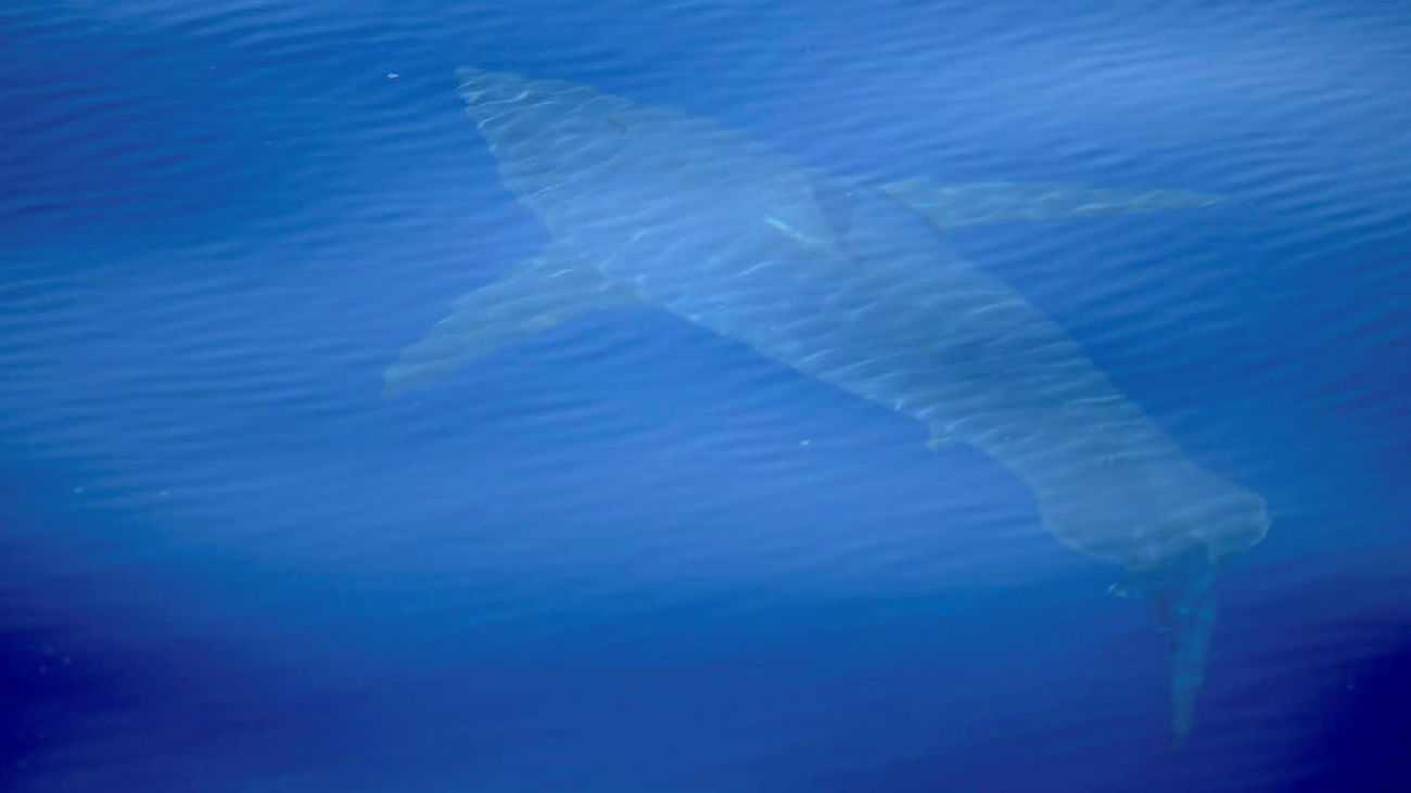 Avistan junto a la isla balear de Cabrera el primer gran tiburón blanco filmado en España en décadas