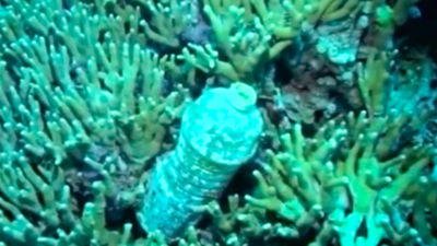 Cada año ocho millones de toneladas de basura acaban en los océanos