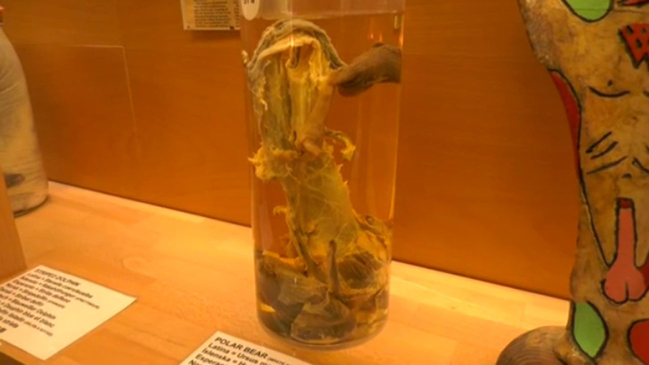 ¿Un Museo del Pene? Si, el único del mundo se encuentra en Islandia