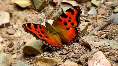 Cientos de especies 'aladas' conviven con nosotros