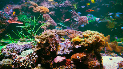 Un tesoro natural en las profundidades