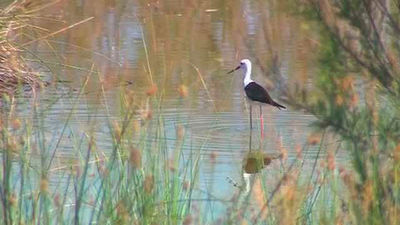 La laguna con mayor biodiversidad de la región está en Meco y es artificial
