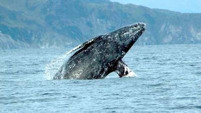 Huesos antiguos revelan dos especies de ballenas perdidas en el mar Mediterráneo