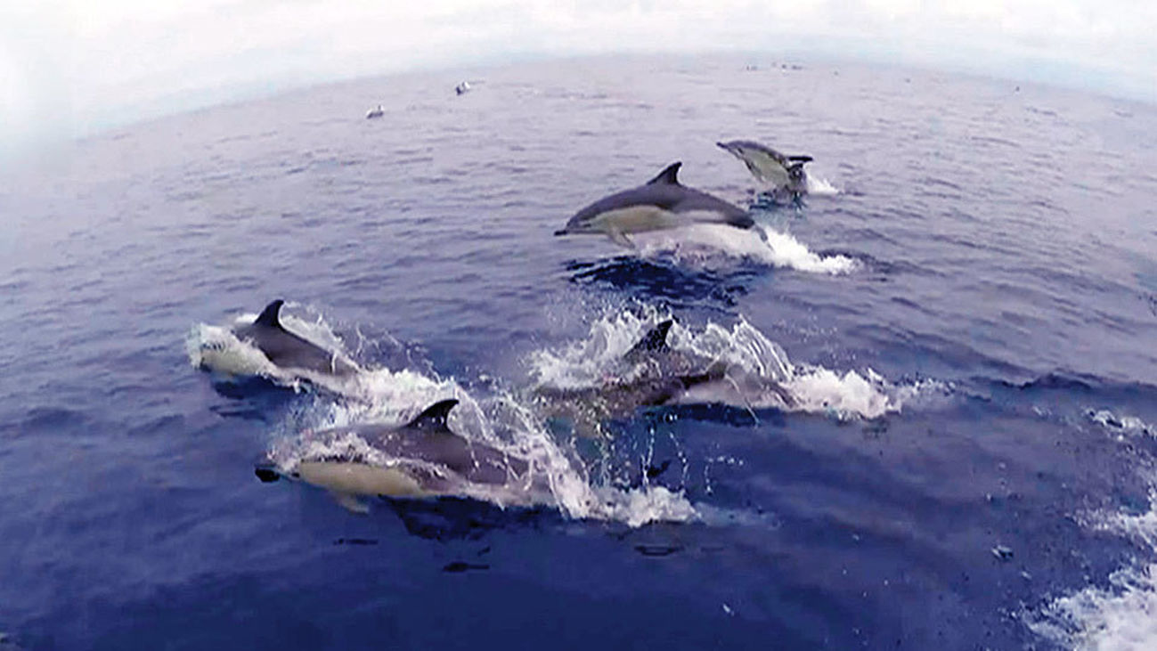 Una manada de 3.000 delfines en las Rías Baixas