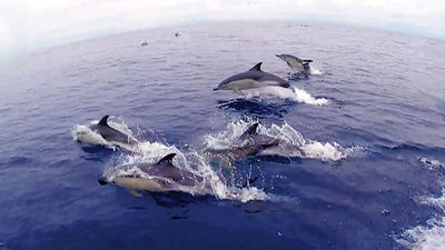 Una manada de 3.000 delfines en las Rías Baixas