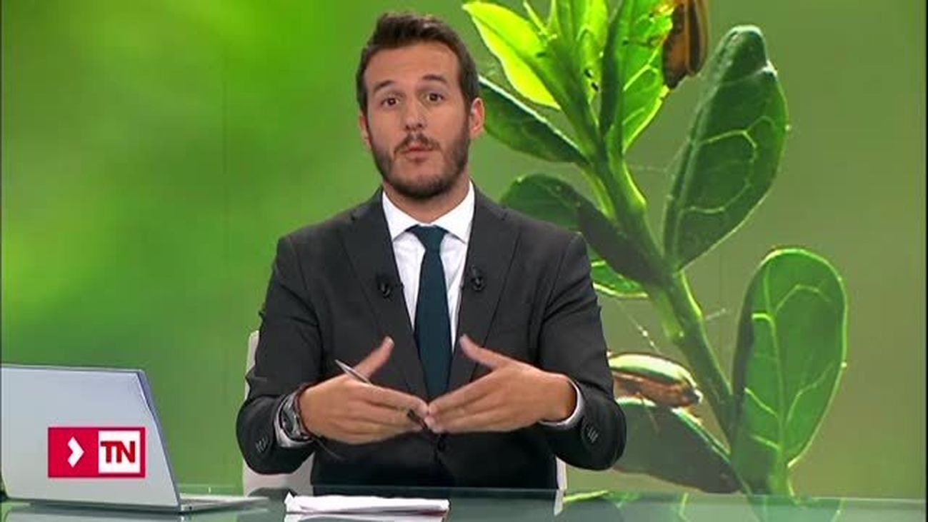 Una plaga de bichos inunda Colonia Jardín