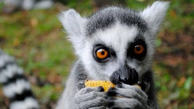 El Zoo amplía horario en verano hasta medianoche los jueves, viernes y sábados con leopardos y leones como protagonistas