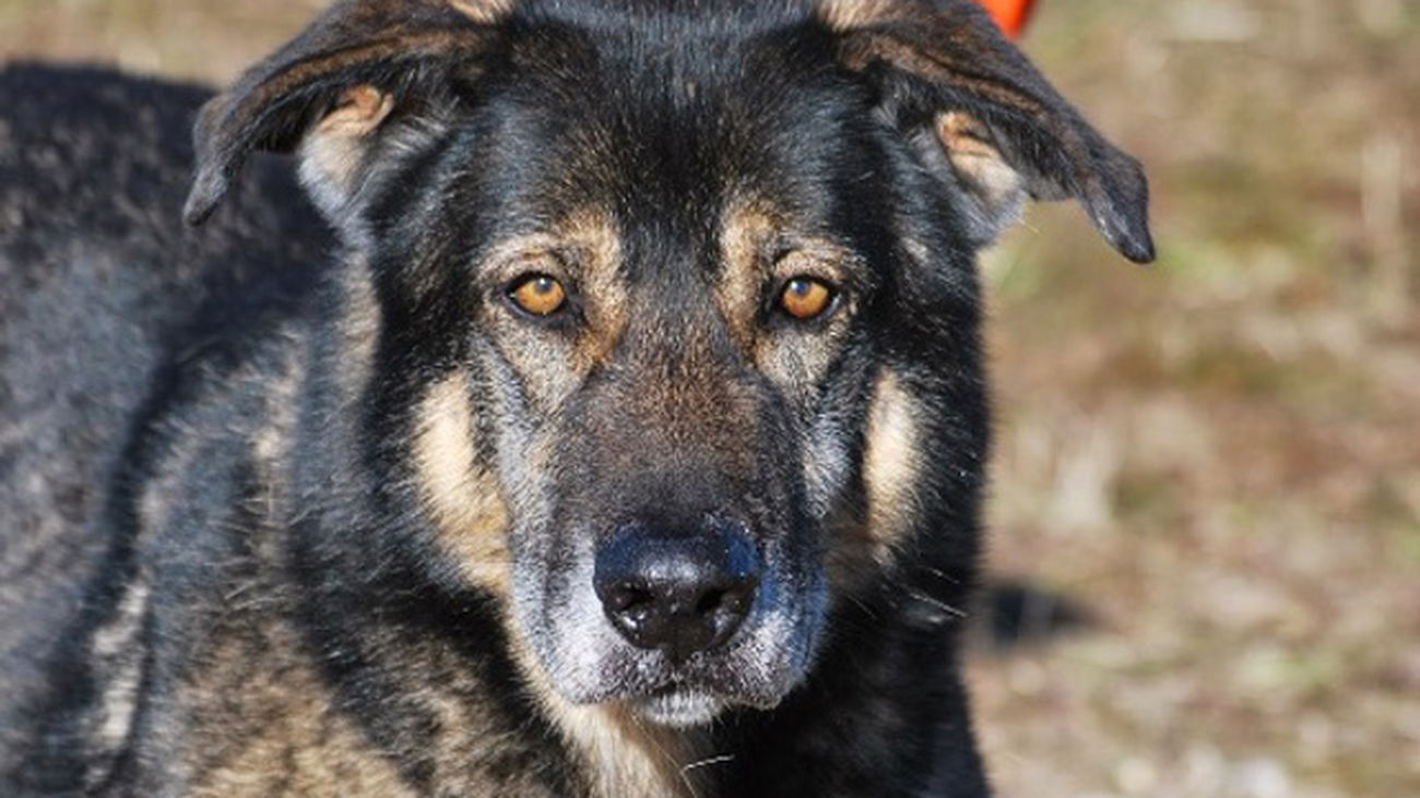 Comunidad de Madrid entrega en adopción un perro que llevaba siete años esperando una familia de acogida