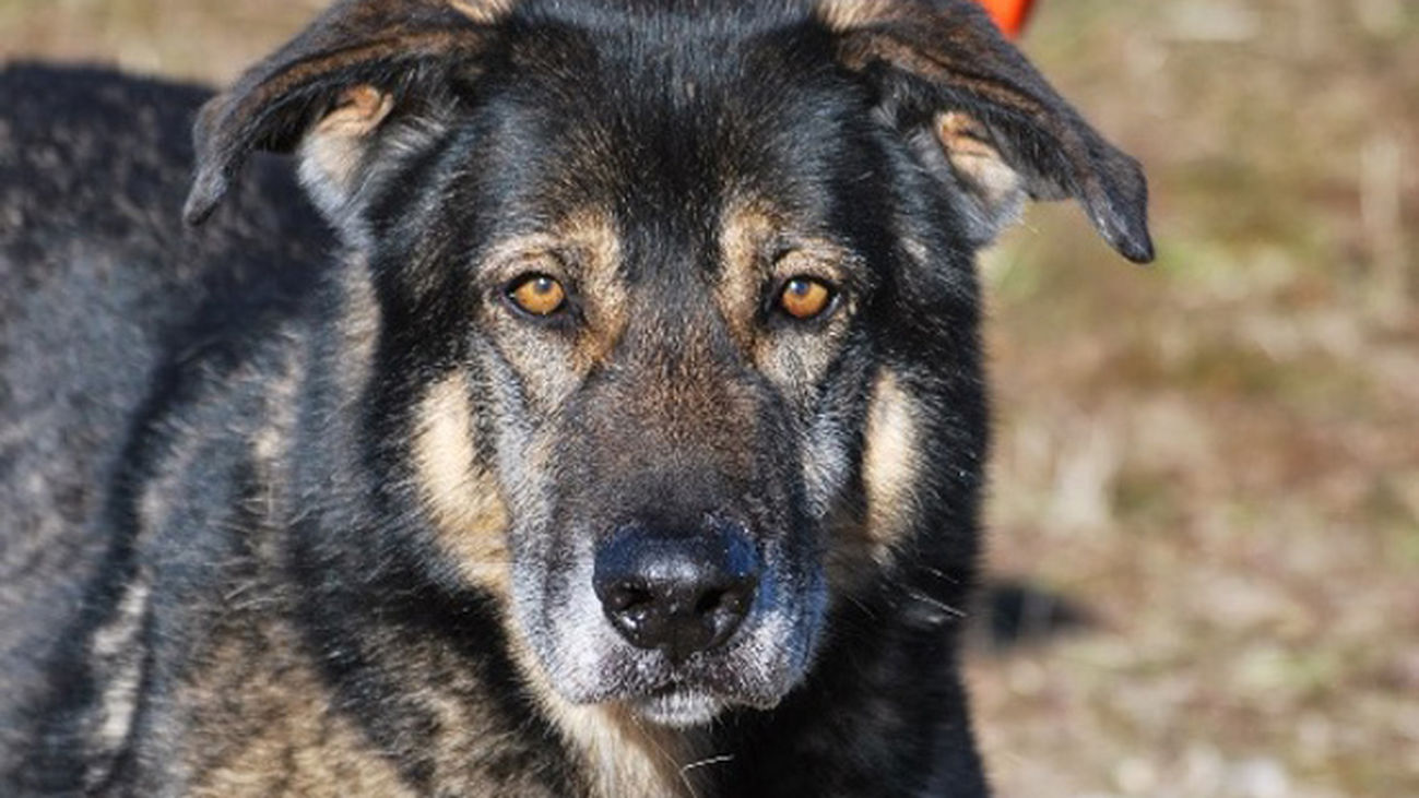 Comunidad de Madrid entrega en adopción un perro que llevaba siete años esperando una familia de acogida