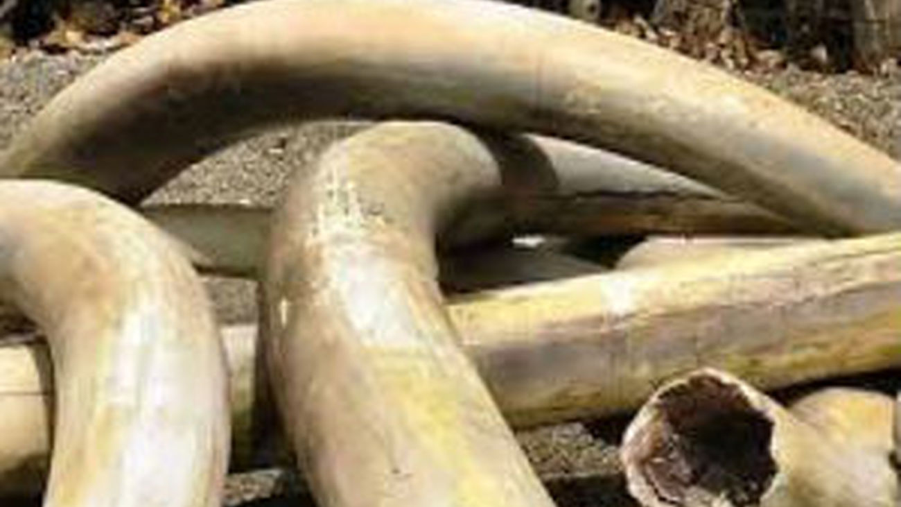 La Guardia Civil entrega al Ministerio de Economía 74 piezas de marfil decomisadas en una empresa de Algete