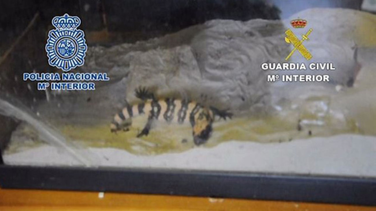La Guardia Civil recupera más de 120 reptiles destinados a su venta ilegal en una casa de Getafe